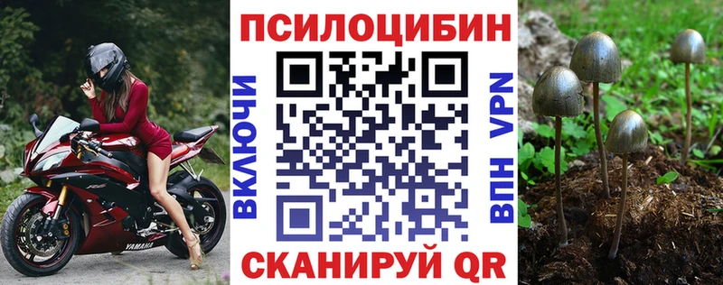 Купить где  Александровск-Сахалинский  Псилоцибиновые грибы Psilocybine cubensis 